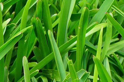 Grass