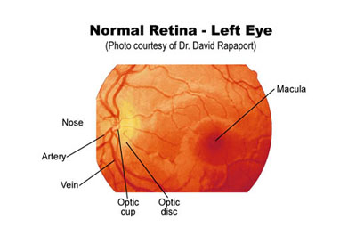 Normal Retina